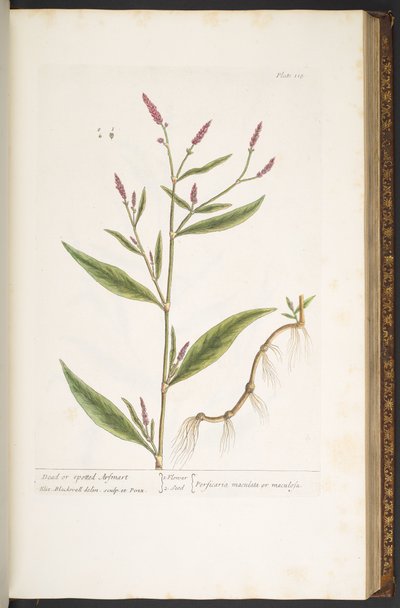 Tavola 118, da 