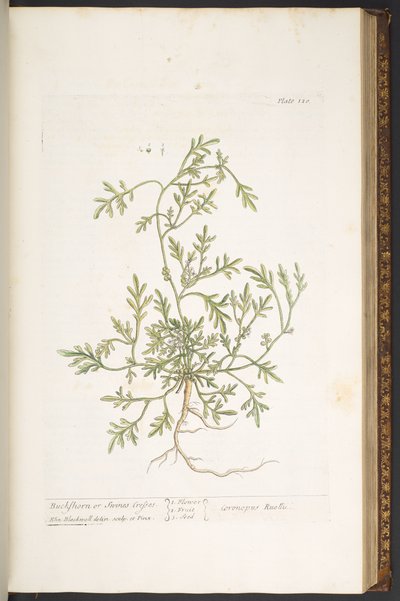 Tavola 120, da 