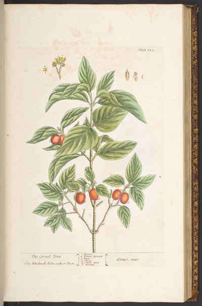 Tavola 121, da 