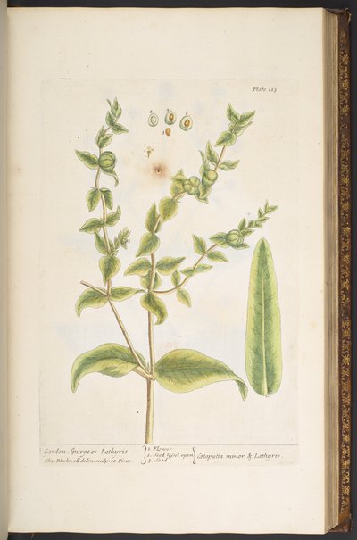Tavola 123, da 