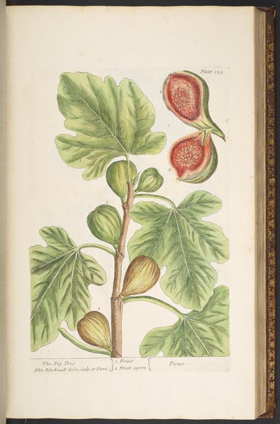 Tavola 125, Il Fico, da 