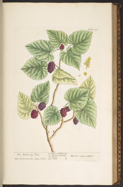 Tavola 126, da 