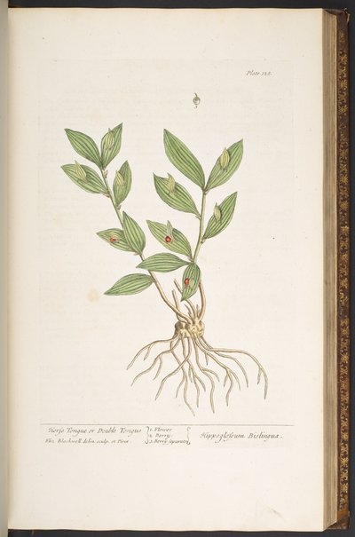 Tavola 128, da 