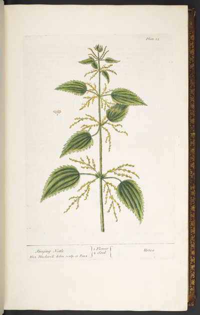 Tavola 12, Ortica, da 