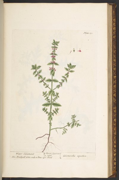 Tavola 131, da 