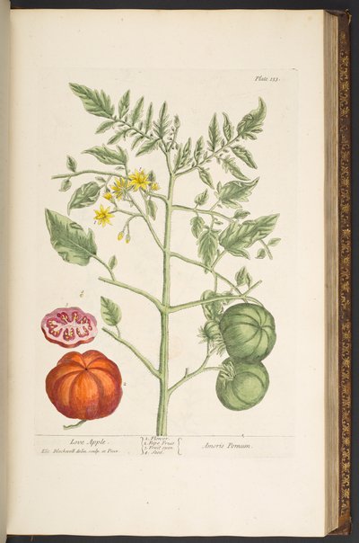 Tavola 133, da 