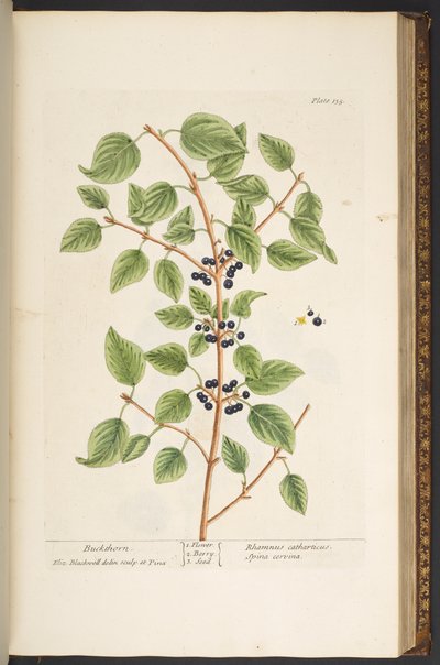 Tavola 135, da 