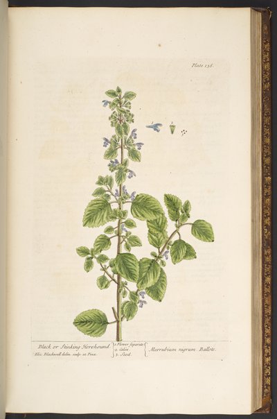 Tavola 136, da 