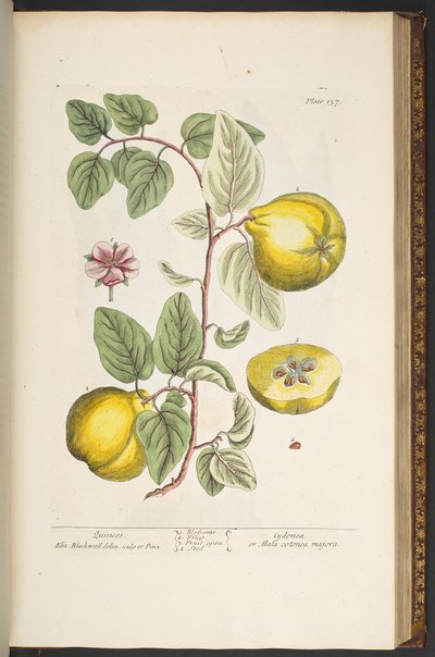 Tavola 137, da 