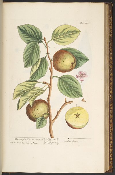 Tavola 141, da 
