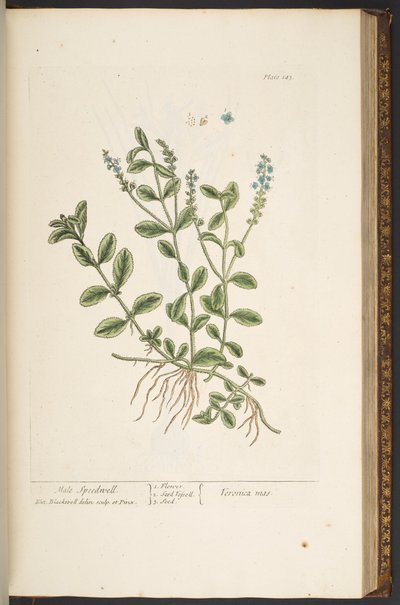 Tavola 143, da 