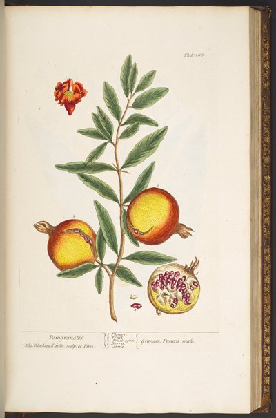 Tavola 145, da 
