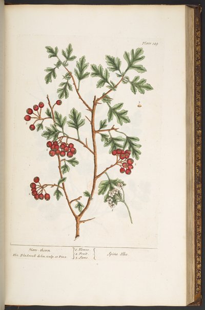 Tavola 149, da 