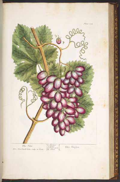 Tavola 153, da 