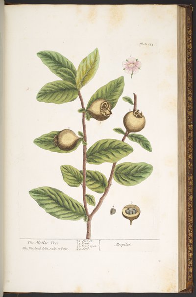 Tavola 154, da 