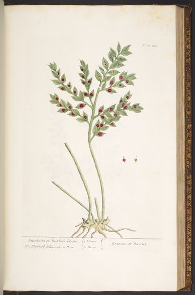 Tavola 155, da 