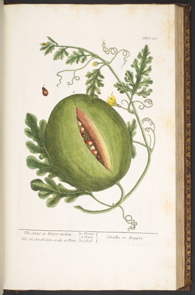 Tavola 157, da 