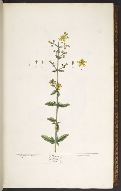 Tavola 15, Erba di San Giovanni, da 