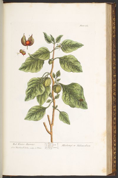 Tavola 161, da 
