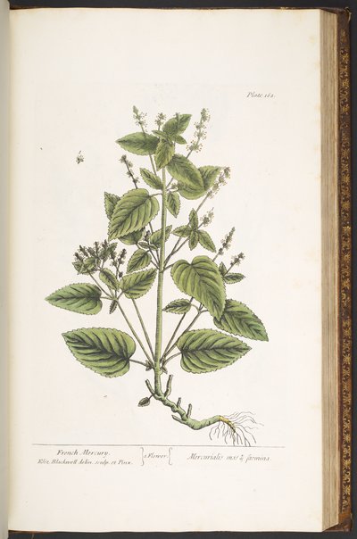 Tavola 162, da 