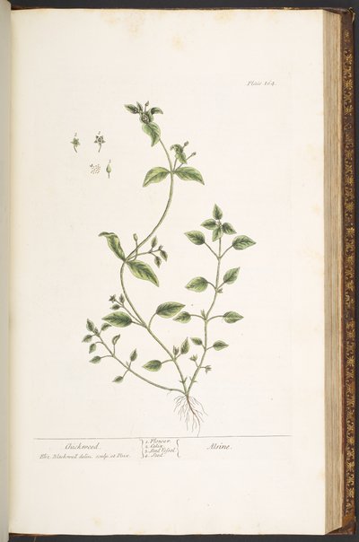 Tavola 164, da 