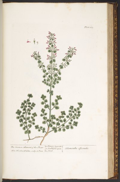 Tavola 167, da 