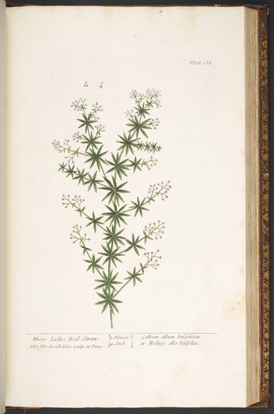 Tavola 168, da 