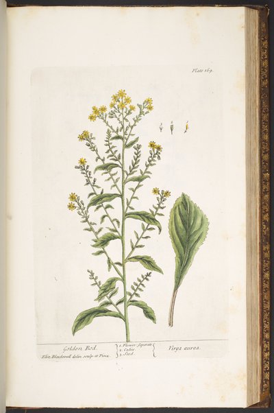 Tavola 169, Verga d