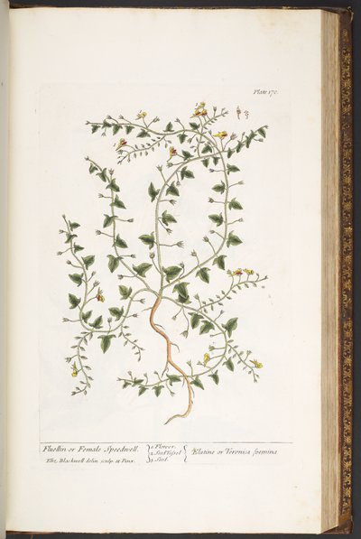 Tavola 170, da 