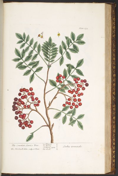 Tavola 173, da 