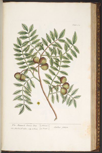 Tavola 174, da 