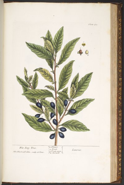 Tavola 175, da 