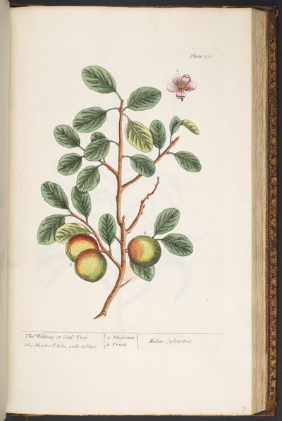 Tavola 178, da 