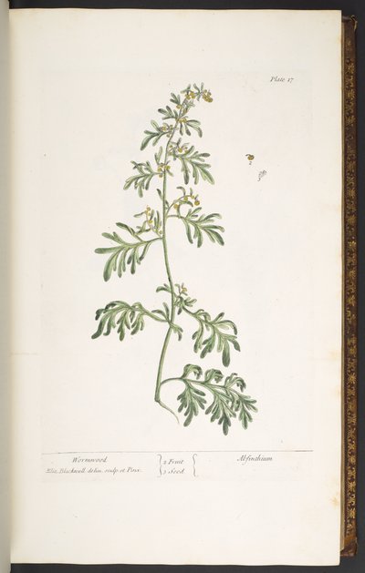 Tavola 17, Assenzio, da 