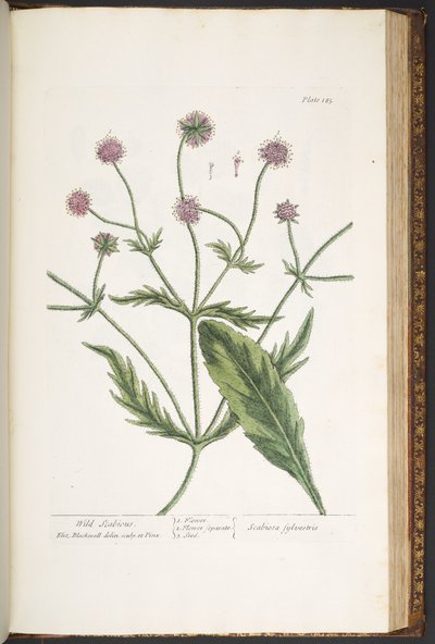 Tavola 185, da 