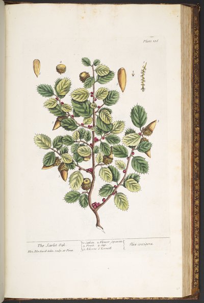 Tavola 186, da 