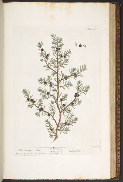 Tavola 187, L