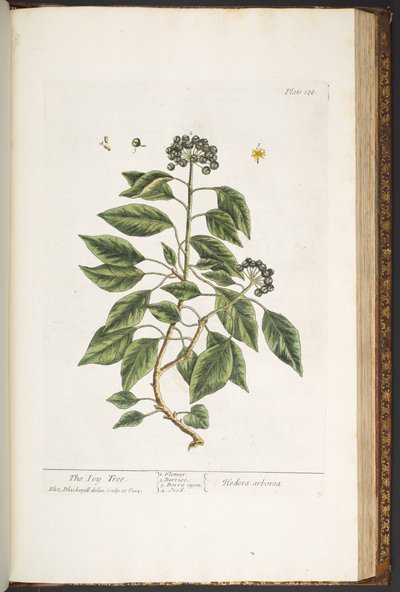 Tavola 188, da 