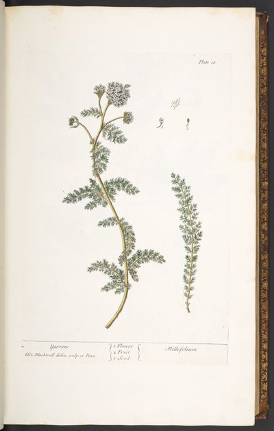 Tavola 18, Achillea, da 