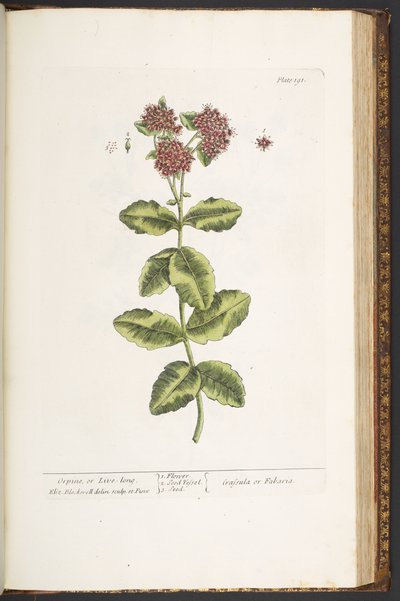 Tavola 191, Orpina, da 