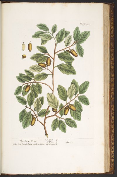 Tavola 193, da 