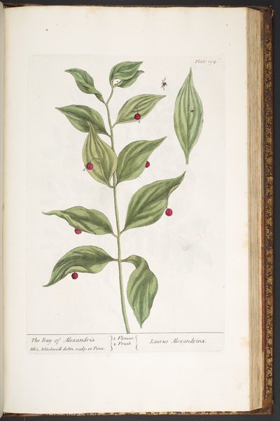 Tavola 194, da 