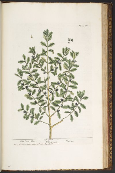 Tavola 196, da 