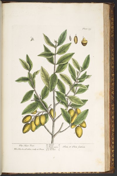 Tavola 199, da 