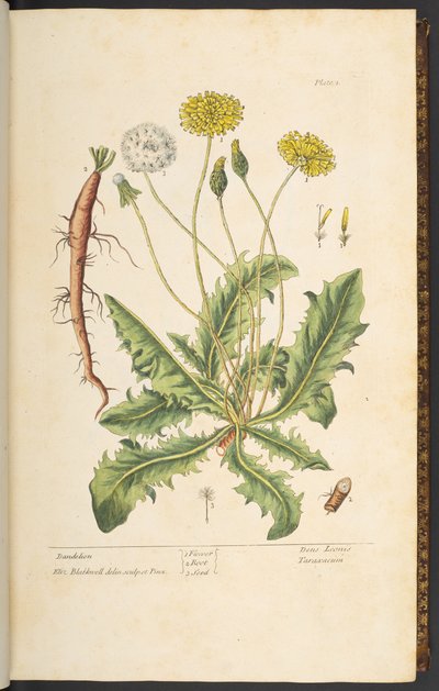 Tavola 1, Dente di Leone, da 