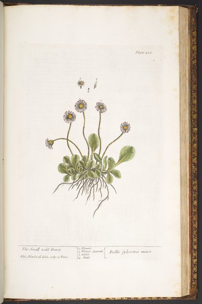 Tavola 200, Margherita selvatica, da 