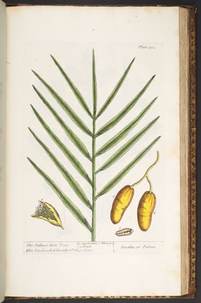 Tavola 202, da 