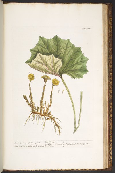 Tavola 204, da 