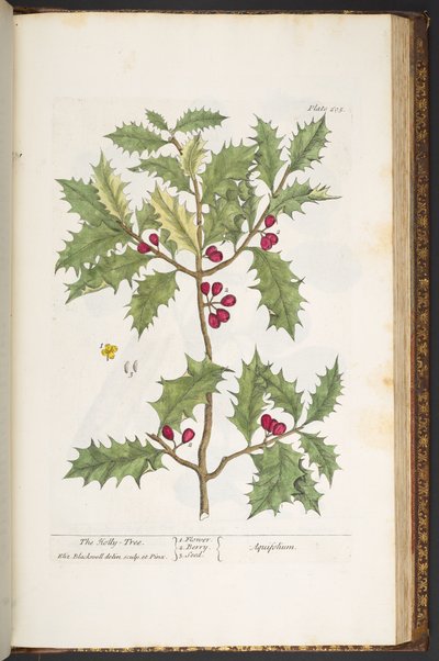 Tavola 205, da 