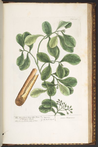 Tavola 206, da 